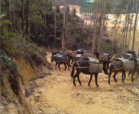 龙岗区马帮山路运输