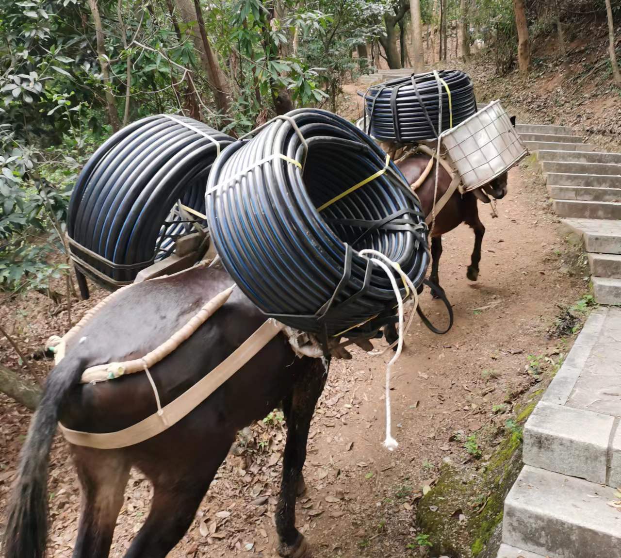 龙岗区马帮运输