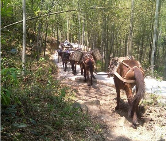龙岗区马帮运输电话