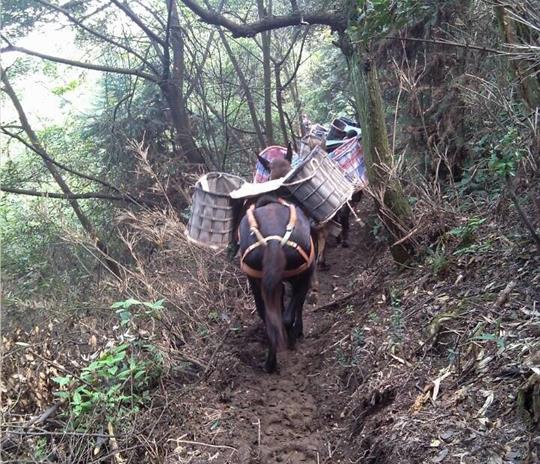 龙岗区马帮运输公司