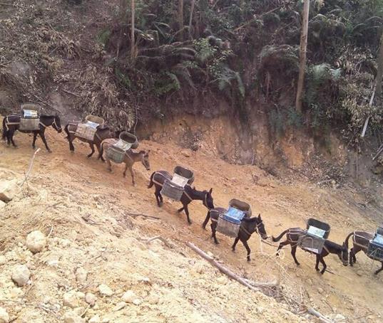 龙岗区山路马帮运输