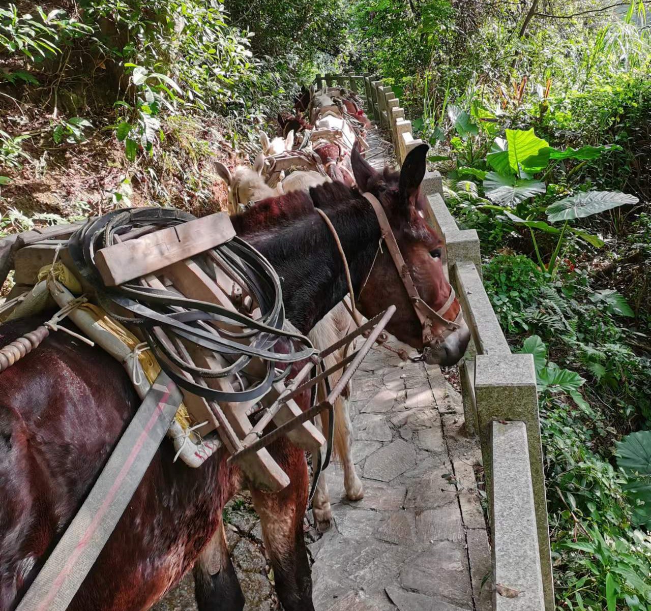 龙岗区马队运输