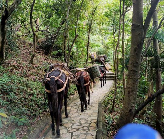 龙岗区马队运输电话