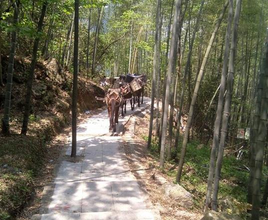 龙岗区马队运输公司