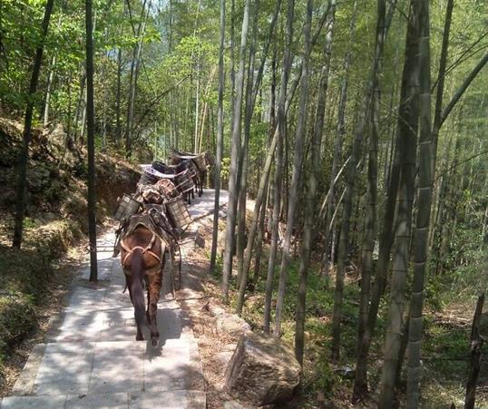 龙岗区山路马队运输