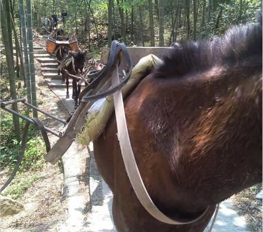 龙岗区骡马队运输