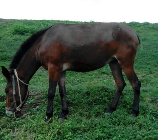 龙岗区骡马搬运