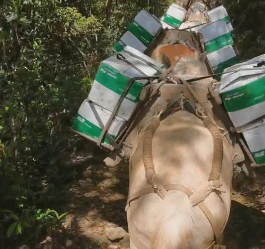 龙岗区骡马山路运输