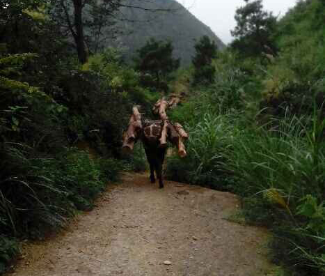 龙岗区骡马运输