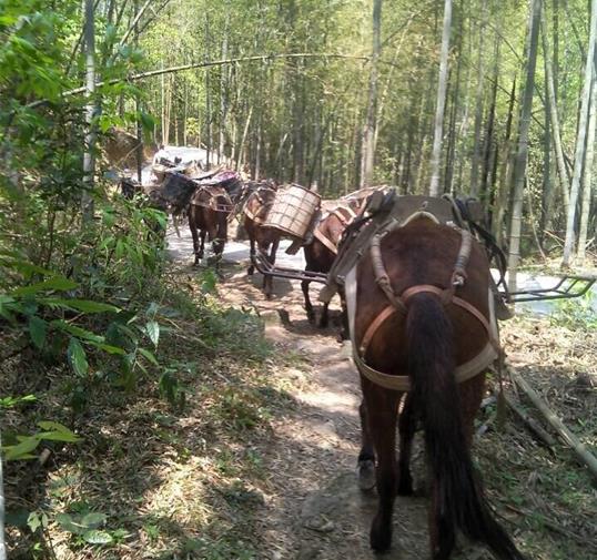 龙岗区骡马运输公司