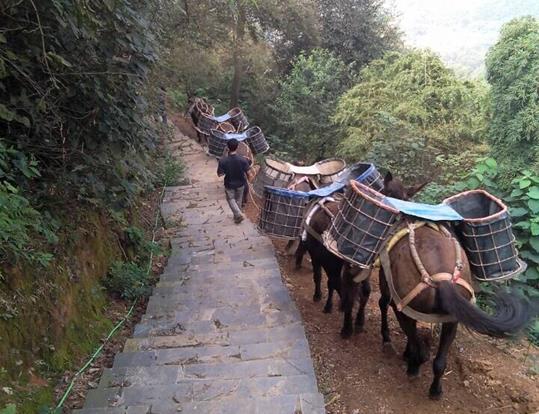 龙岗区骡马运输电话