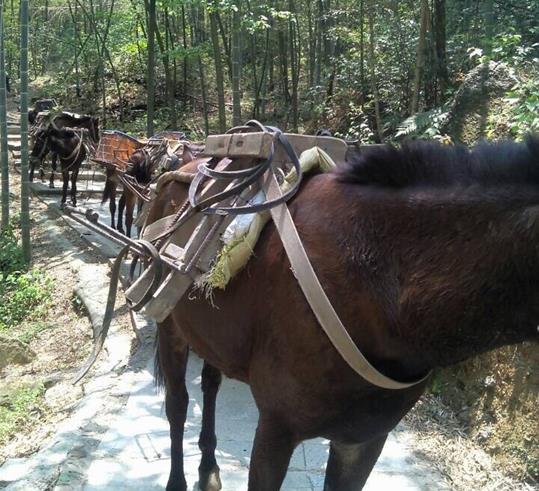 龙岗区山路骡马运输