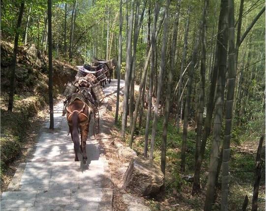 龙岗区山区骡马运输
