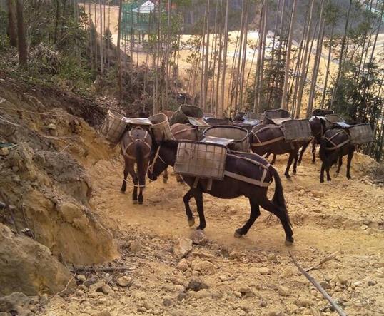 龙岗区山区马队运输